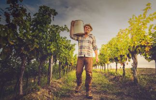 Circuit autour du vin en Géorgie